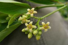 Decalepis hamiltonii